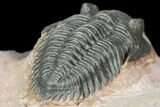 Pseudocryphaeus (Cryphina) Trilobite - Lghaft, morocco #165936-5